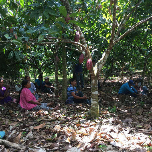 More Snapshots From Sourcing Season: Guatemala