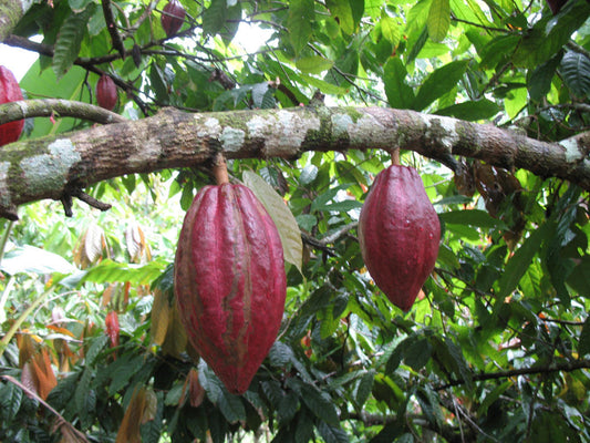 Cacao vs Cocoa: What’s the Difference?