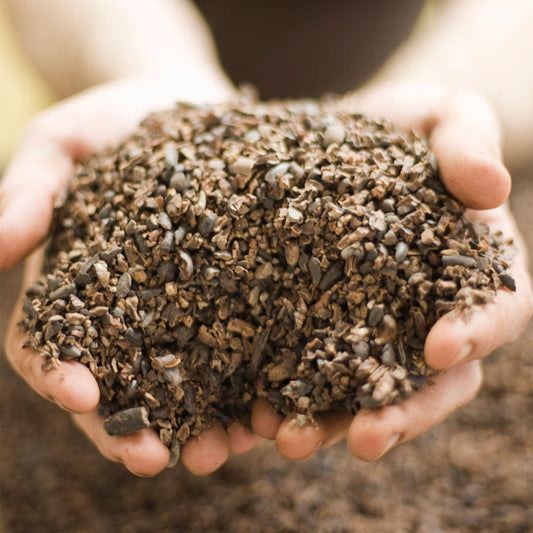 What Are Cacao Nibs? (and How to Use Them)
